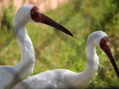 [Closeup of the heads of these two birds as they walk to the right. The fence is vague blur of lines across the image as the birds are the focus.]